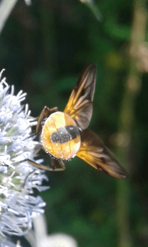 Ectophasia sp. 2 (Tachinidae)?